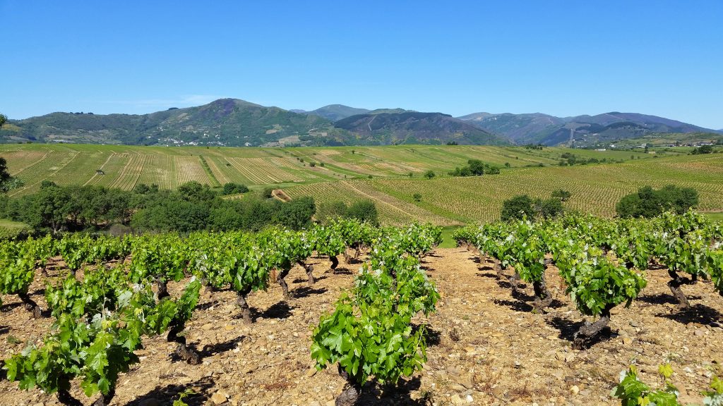 El viñedo de Peique