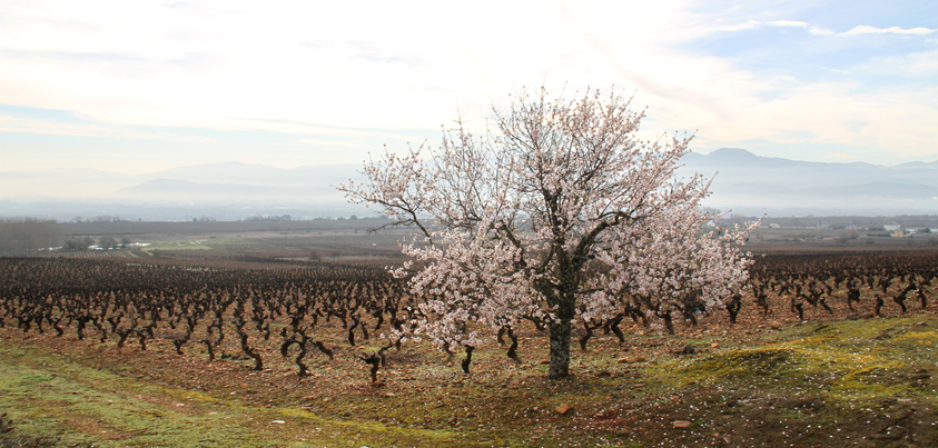 Los suelos del Bierzo | Bodegas Peique