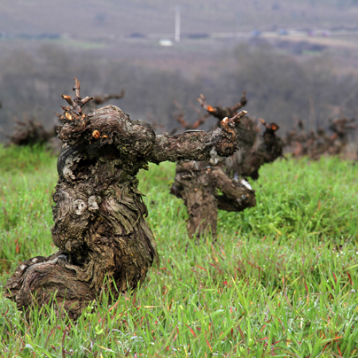 La poda y los suelos del Bierzo | Bodegas Peique