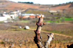 Vid cortada | Bodegas Peique