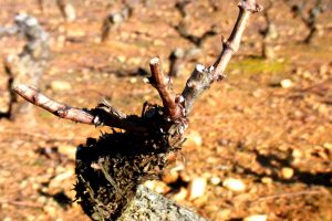 Poda de las vides | Bodegas Peique