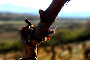 La poda de la vid en El Bierzo | Bodegas Peique