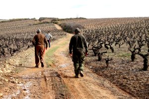 Trabajadores durante la poda | Bodegas Peique