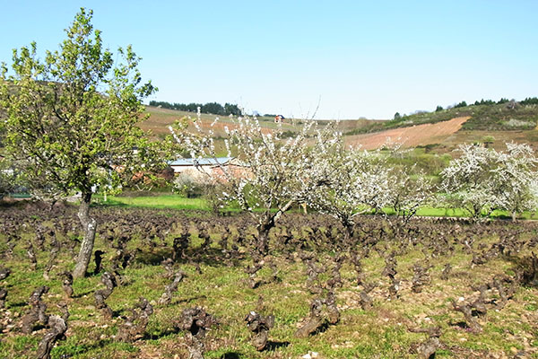 Primavera en El Bierzo | Bodegas Peique