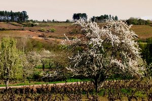 El Bierzo en primavera | Bodegas Peique