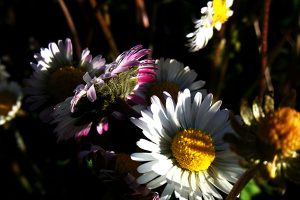 Flores de primavera en El Bierzo | Bodegas Peique