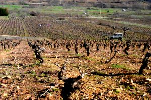 Campos del Bierzo en la poda | Bodegas Peique