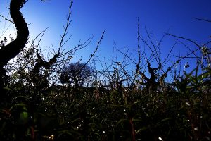 Viñedo en primavera | Bodegas Peique