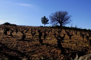 Viñedo en primavera | Bodegas Peique