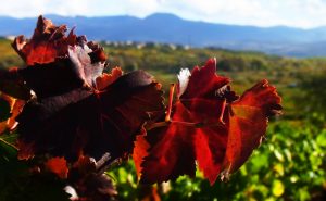 Viñedos de Garnacha Tintorera | Bodegas Peique