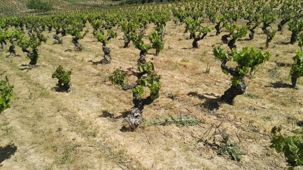 Viñas heladas | Bodegas Peique