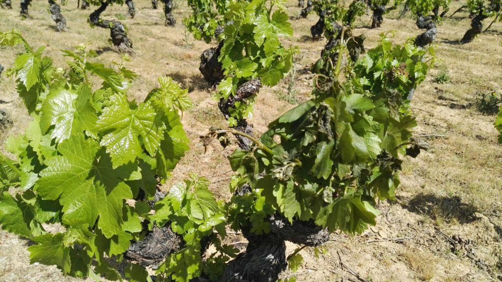 Viñedos afectados | Bodegas Peique