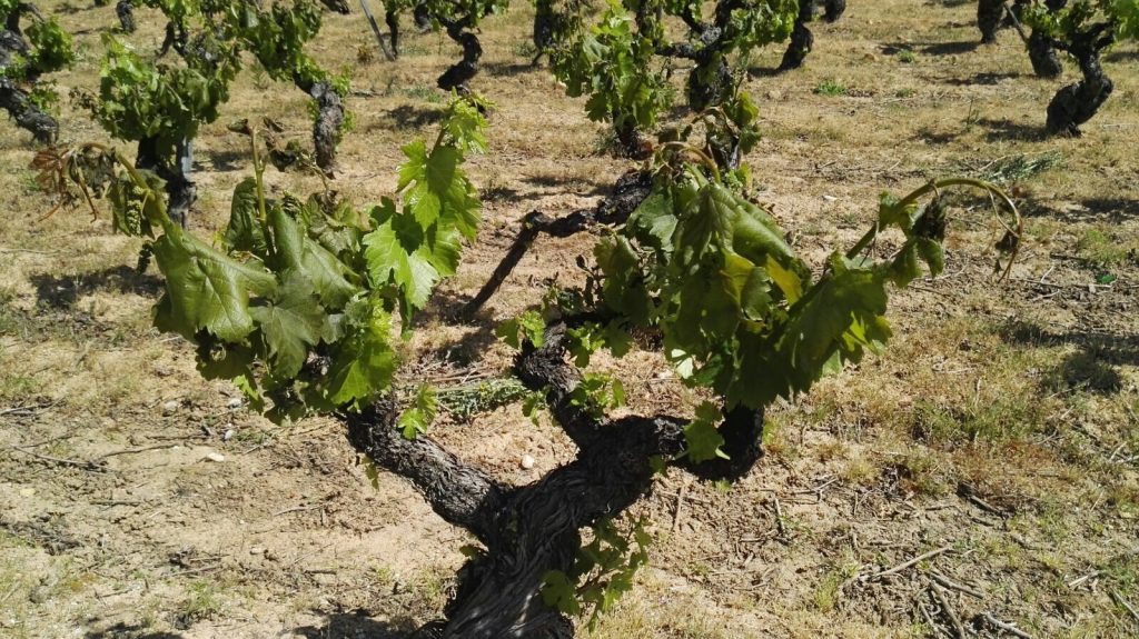 Viñedos afectados | Bodegas Peique