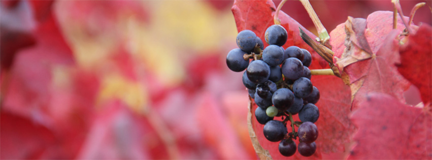 Uva garnacha tintorera | Bodegas Peique