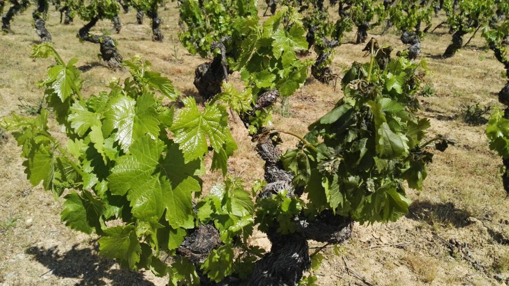 Helada en El Bierzo | Bodegas Peique