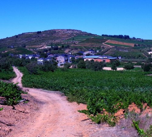 Viñedos del Bierzo | Bodegas Peique