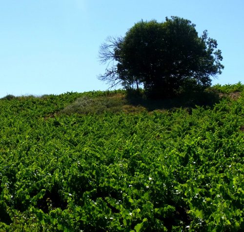 Viñedos en Valtuille | Bodegas Peique