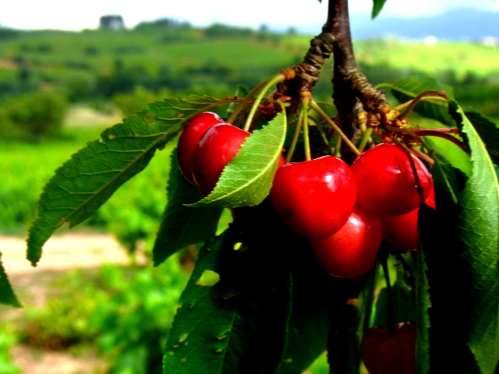 Cerezas en El Bierzo | Bodegas Peique