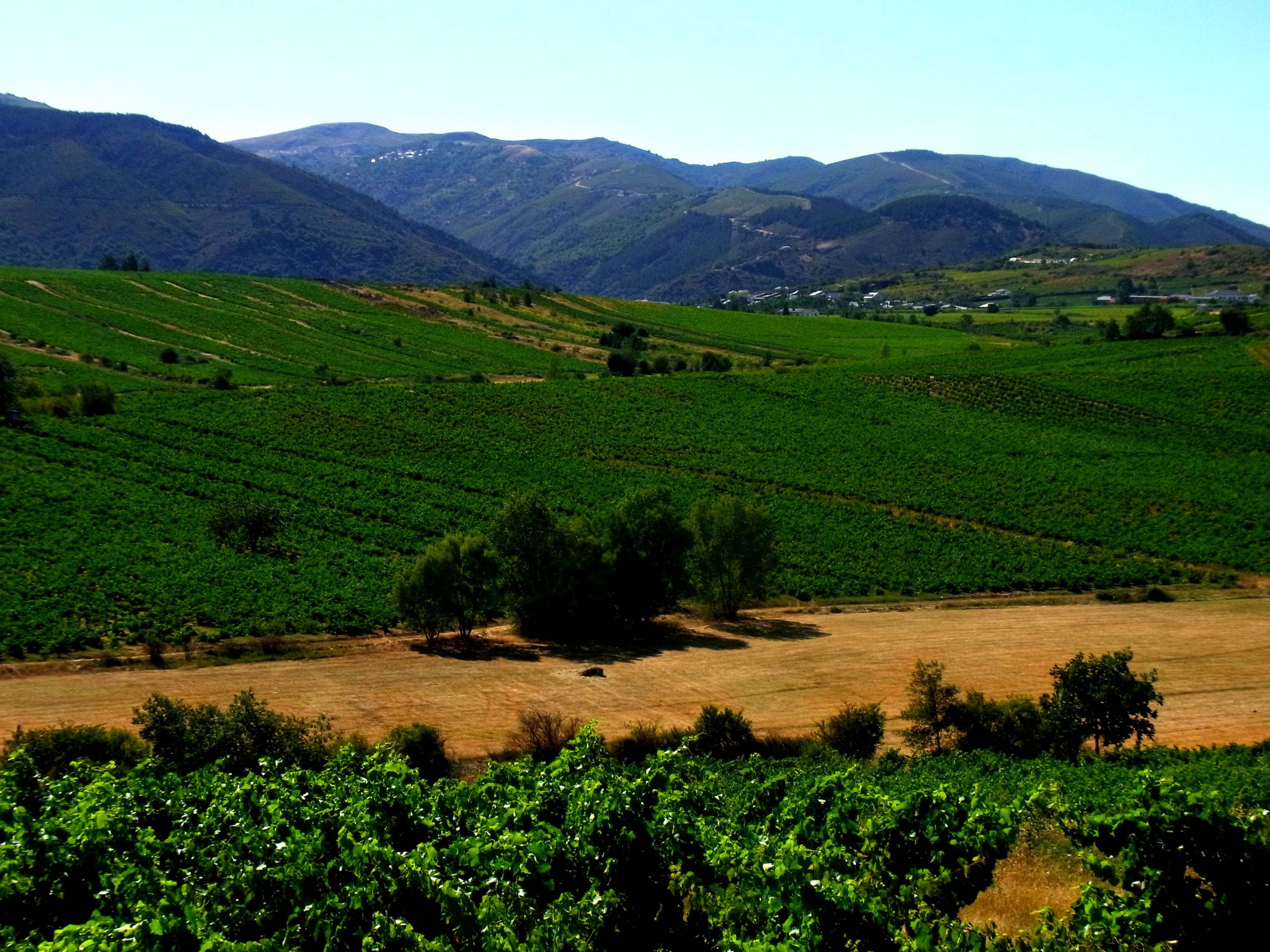 Disfrutar del Bierzo | Bodegas Peique