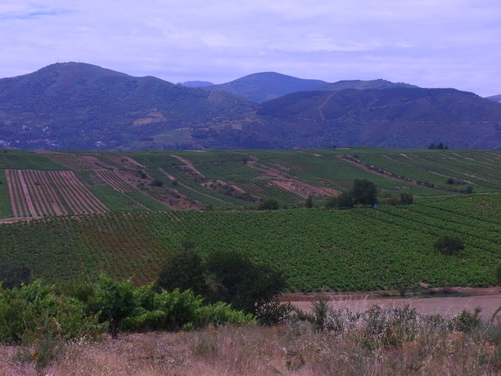 Campos del Bierzo | Bodegas Peique