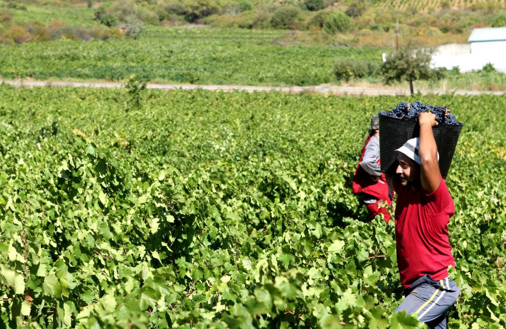 Vendimia en Peique | Bodegas Peique