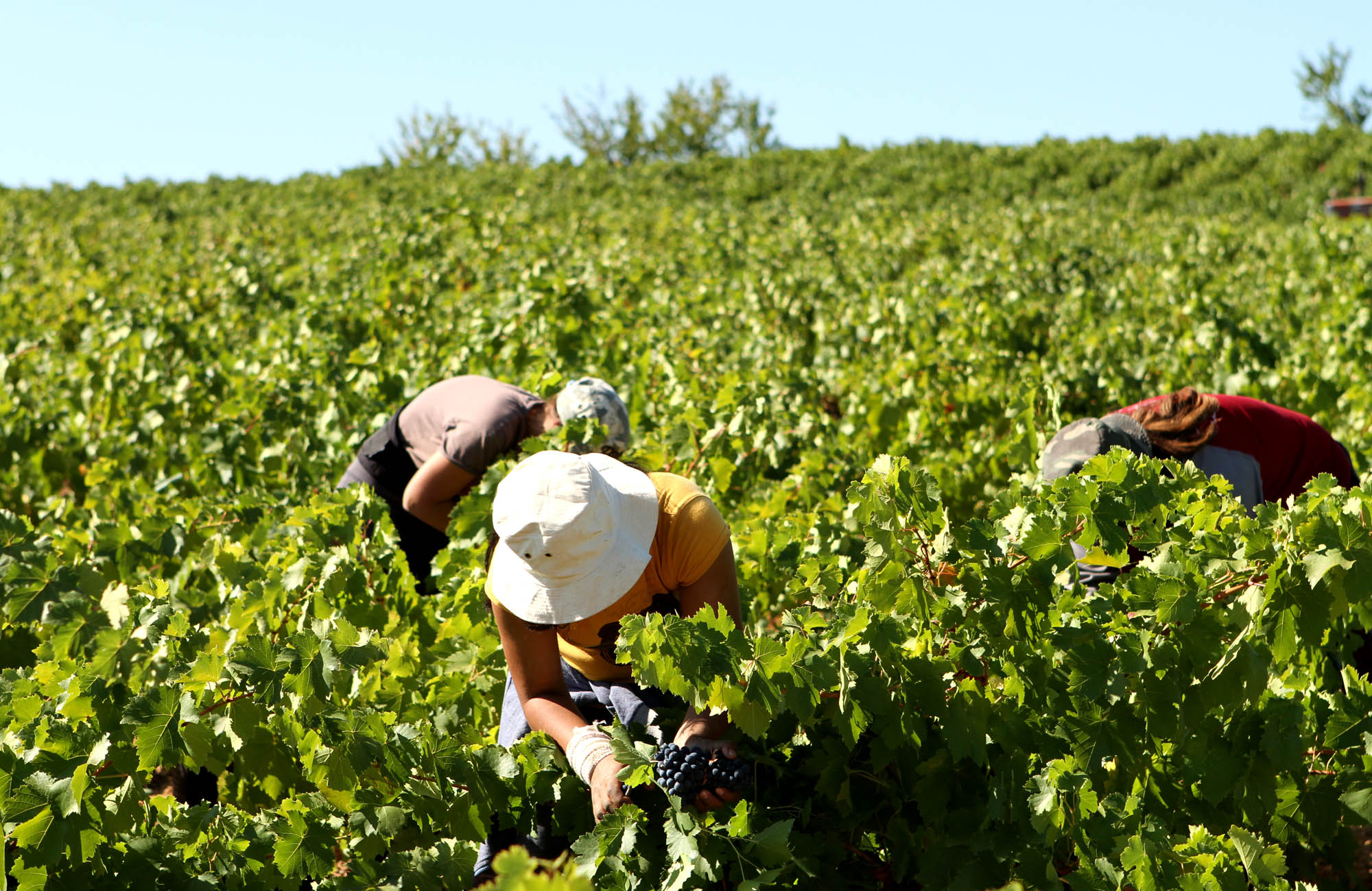 Vendimia en El Bierzo | Bodegas Peique