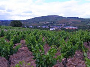 Viñedos