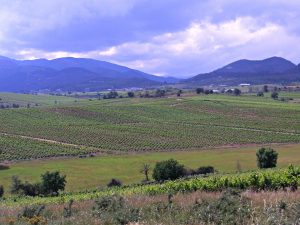 Viñedos