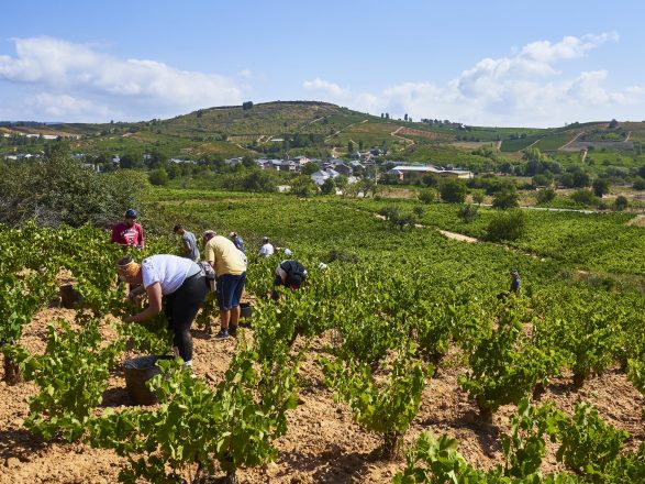 BODEGAS PEIQUE